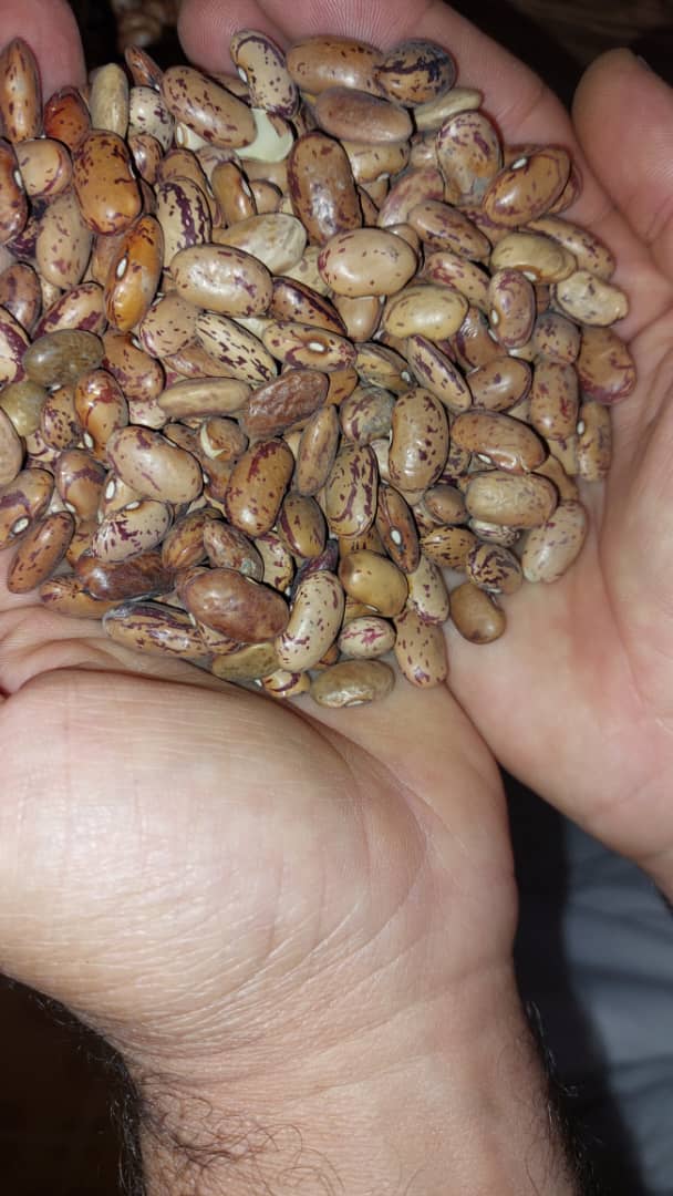 لوبیا چیتی درشت